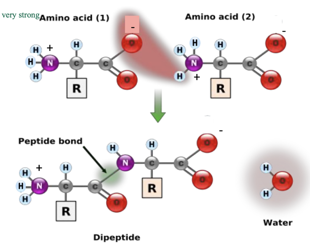 <ul><li><p>peptide bonds to be incorporated into proteins - very strong</p><ul><li><p>H bonding between the negatively charged O on the carboxyl group of one amino acid and the H from the positively charged amino group on the other amino acid</p></li></ul></li><li><p>the R groups of amino acids determine the overall shape of each protein</p></li></ul><p></p>