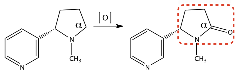 <p><strong>NICOTINE</strong> TO <strong>COTININE</strong></p>