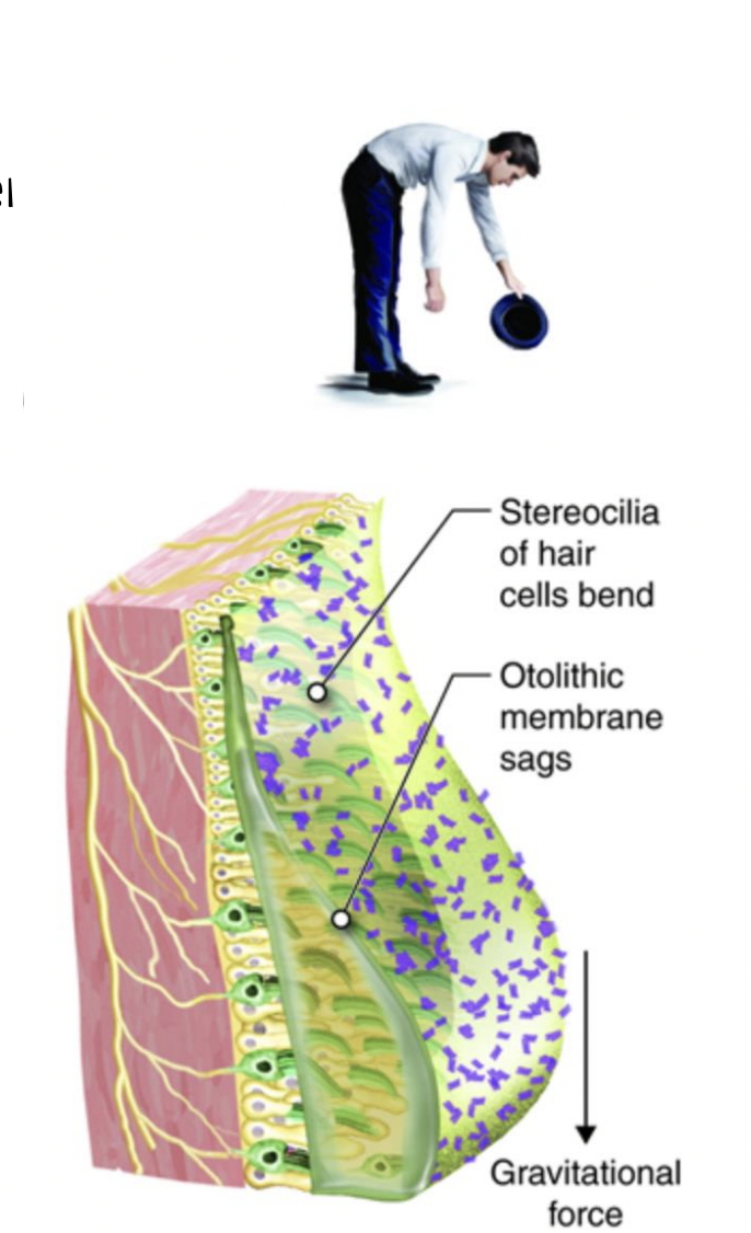 <p>Calcium carbonate crystals – added weight to aid the otolithic membrane shift with static tilt… gravity!</p>