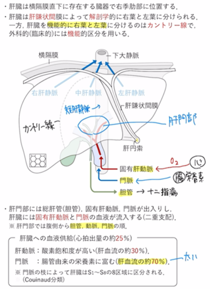 <p>かんぞう gan</p>