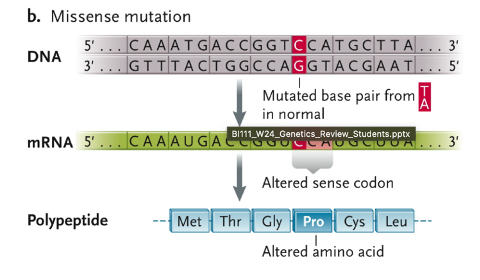 <ul><li><p>mutated base pair TA in normal</p></li><li><p>altered sense codon</p></li><li><p>altered amino acid</p></li></ul>