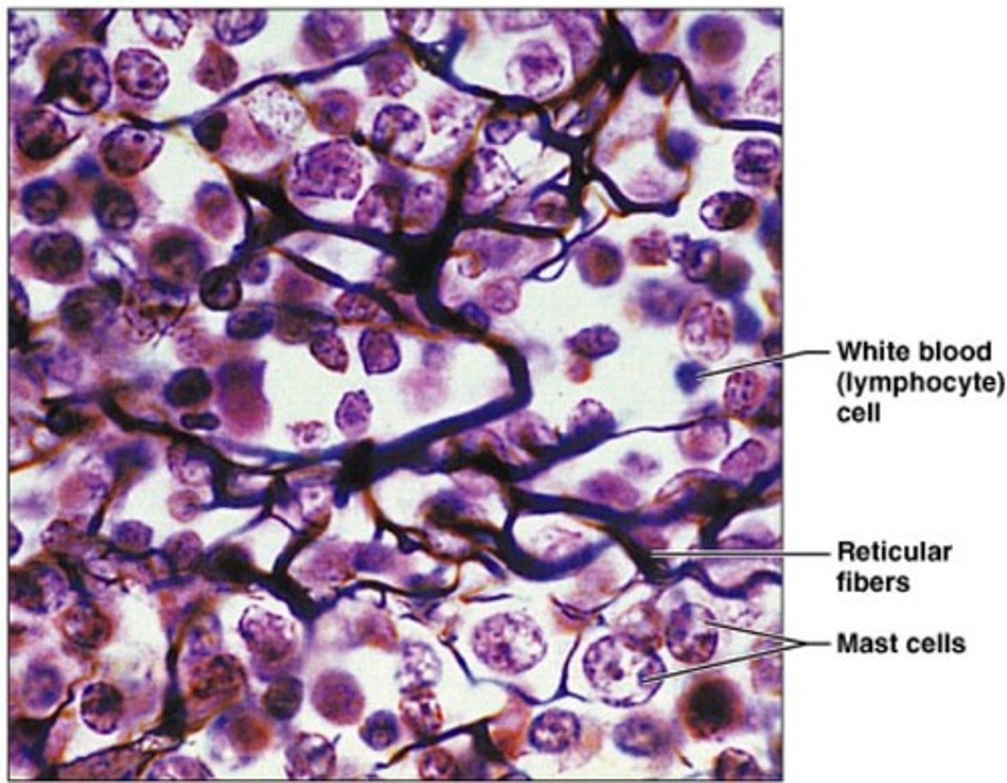 <p>Network of reticular fibers; Cells: Reticular cells; Function: Soft framework (stroma) for other cells; Location: Lymph nodes, spleen, bone marrow.</p>