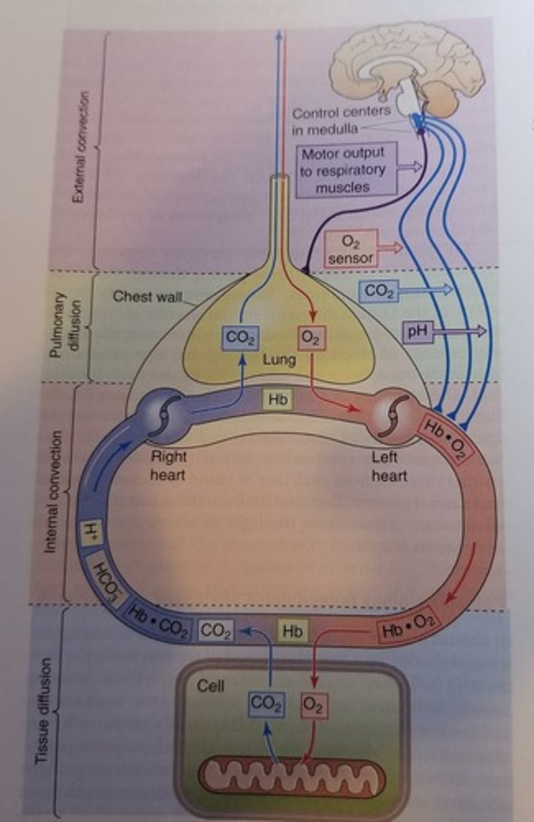 <p>It is the general representation of a human's respiratory system.</p><p>The idea is that external convection brings in O2 in the lungs where it diffuses into the alveoli and attaches to the Hb in the blood. It travels via the left heart to the systemic tissues in the bloodstream (internal convection) where the O2 is offloaded to the mitochondria in the cells that require it. Upon metabolizing, the cells spit out CO2 which can either bind to the Hb or diffuse in the blood stream where it goes back to the right heart so that it can be pumped to the lungs, go through diffusion and ultimately expired via external convection. And then the process restarts.</p>