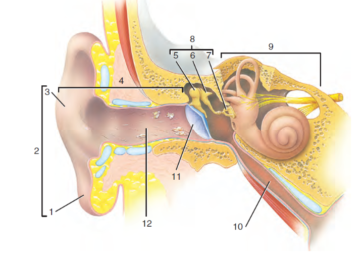 <p>What is the structure labeled #7?</p>