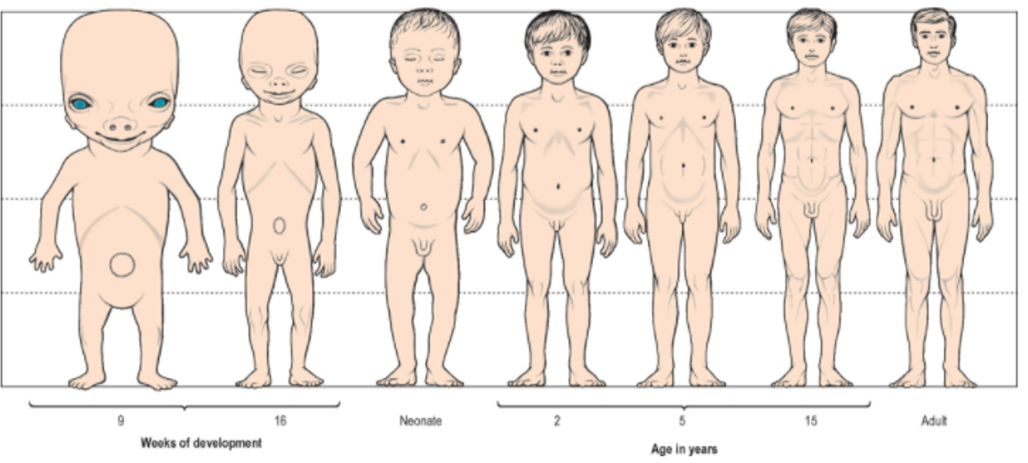 <p>state the change in head proportion from foetus to adult </p>
