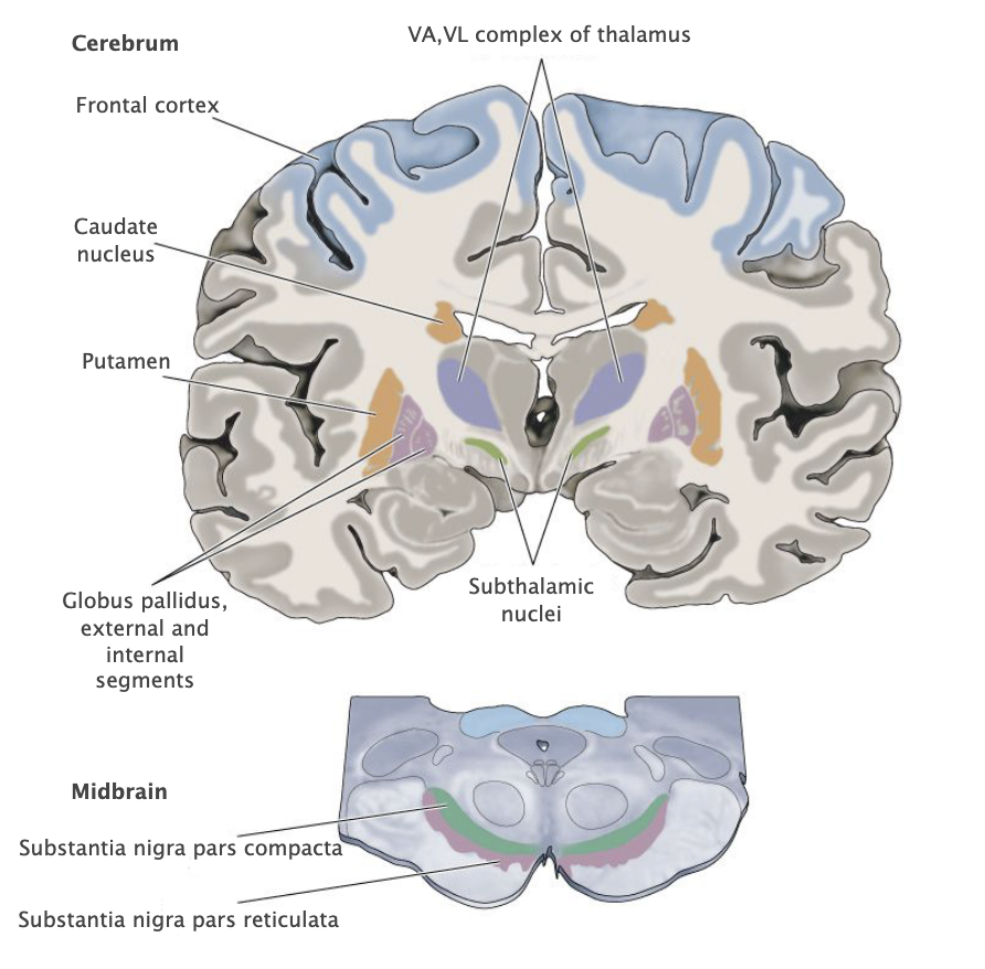 <p>Nucleus of the basal ganglia whose medial division (internal segment) provides the principal output of the basal ganglia to the motor nuclei of the thalamus; the lateral division (external segment) participates in intrinsic circuits that modulate the activity of the medial division.</p>
