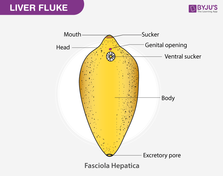 <p>Fasciola (Liver Fluke)</p>