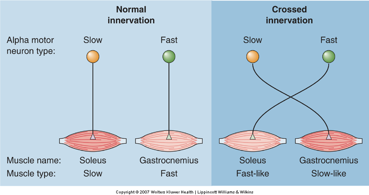 <p>What was the key finding of the cross-innervation experiment?</p>