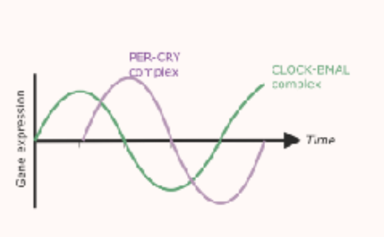 <p>a close to anti-phasic relationship</p><ul><li><p>means that two rhythms peak at opposite times (when one is high one is low)</p></li><li><p>at daytime, CLOCK-BMAL1 activity is high and PER-CRY low</p></li><li><p>at nighttime, PER-CRY activity is high,&nbsp;CLOCK-BMAL1 is low </p></li><li><p>however it is not perfectly opposite as there is a bit of lag time due to the time it takes for the PER-CRY molecules to be made and accumulate in the nucleus </p></li></ul><p></p>