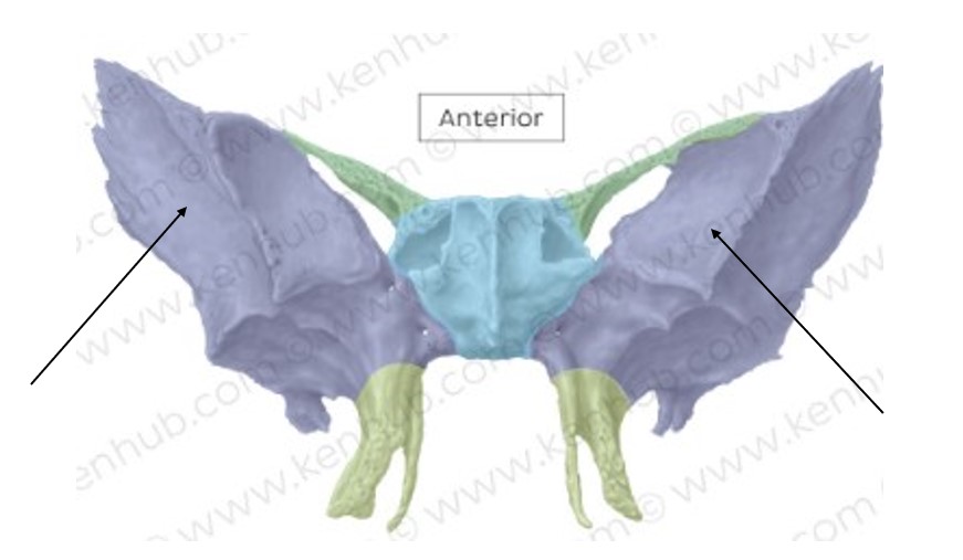 <p>What bone structure is the arrow pointing to? </p>