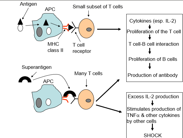 <p><strong>&nbsp;(superantigens)</strong></p><ul><li><p>Bind to the host cell surface, but are not translocated into the host cell</p></li><li><p>Antigen-independent activation of T cells</p><ul><li><p>Inappropriate activation of IL-2 → <strong>TOXIC SHOCK</strong></p></li></ul></li></ul><p>Exotoxins that act on helper T cells</p><ul><li><p><span>Causes a massive release of nonspecific cytokines</span></p></li><li><p><span>Induce a systemic inflammatory response</span></p></li></ul><p></p>