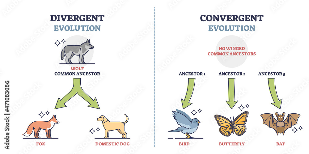 <p>The process whereby distantly related organisms independently evolve similar traits to adapt to similar necessities.</p>