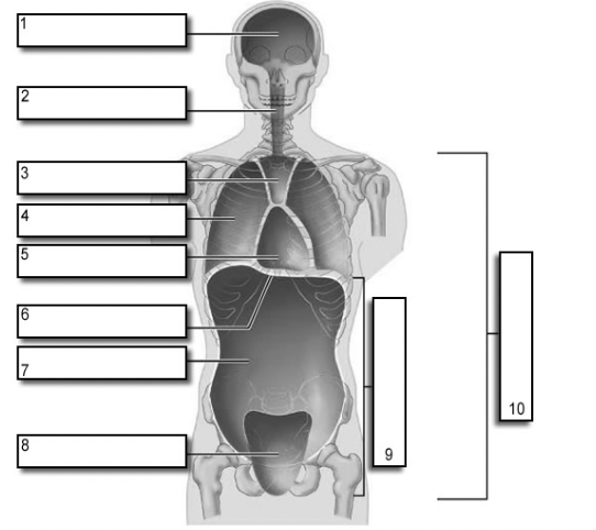 <p>diaphragm muscle</p>