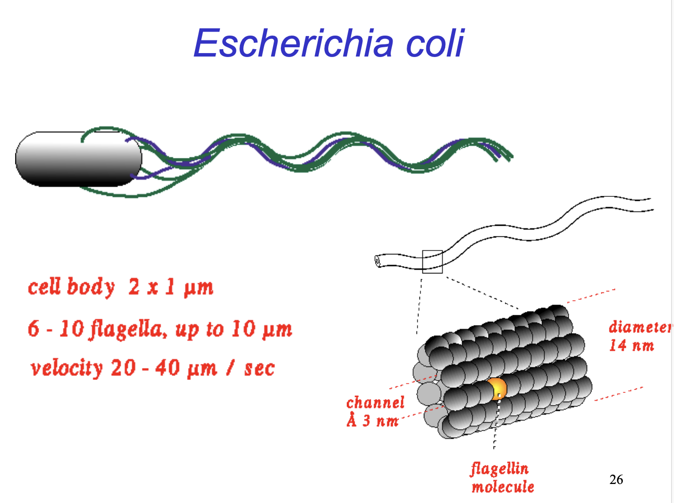 <ul><li><p>Rotation of 6-10 flagella</p></li><li><p>helical protein filametns made up of flagellin</p></li></ul><p></p>