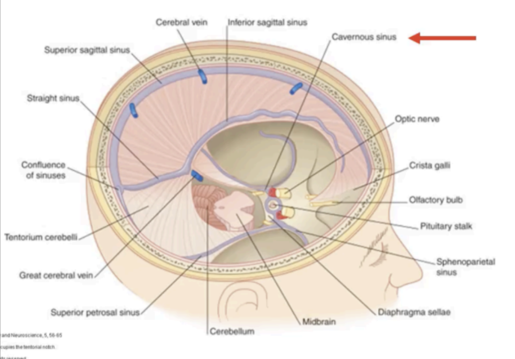 <p>Cavernous Sinus</p>
