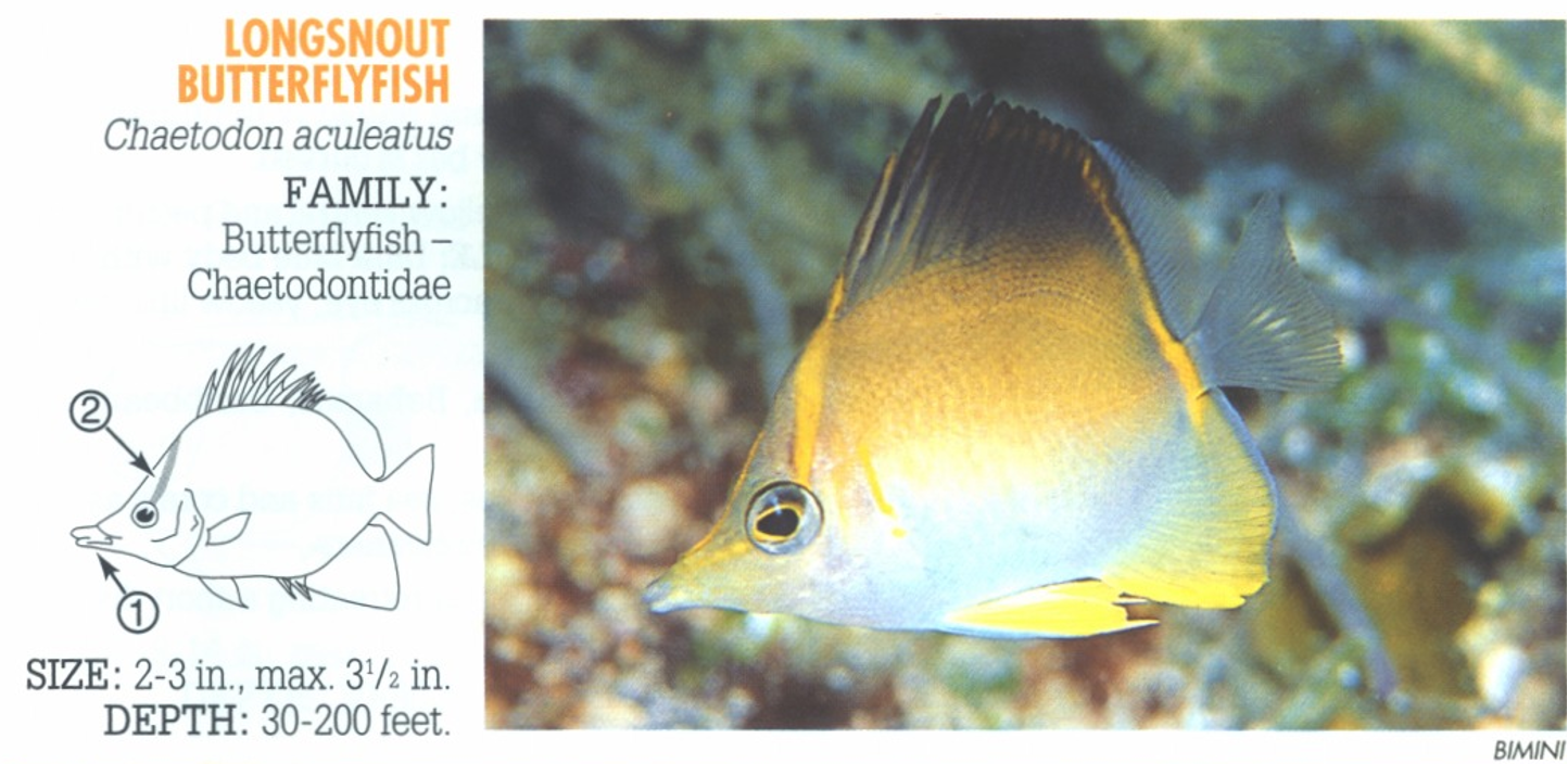 <p><span>1. Long, pointed snout. 2. Dusky to yellow bar runs from upper head across eye, but not below eye as in other butterflies.</span></p>