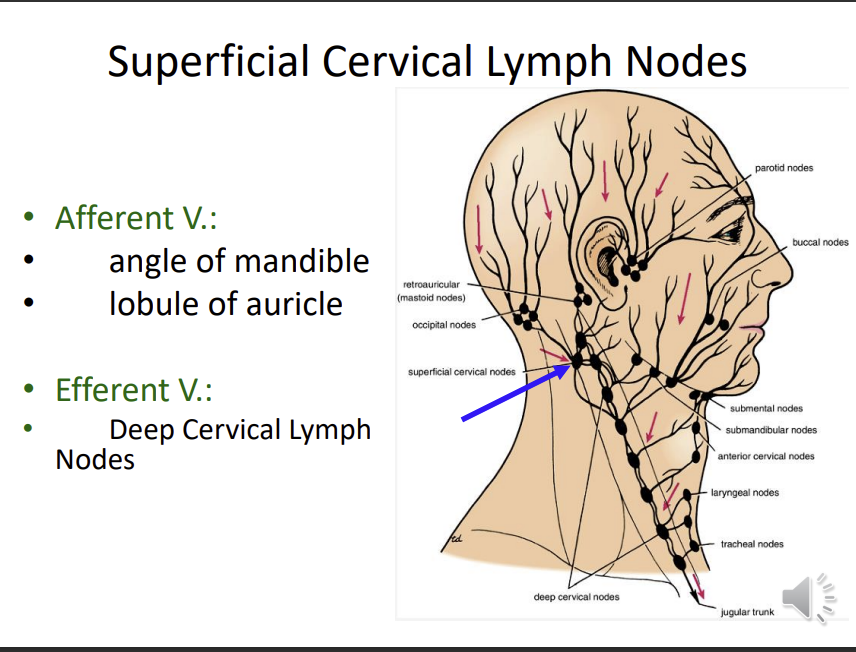<p>afferent vessels:</p><p>angle of the mandible</p><p>lobule of auricle</p><p></p><p>efferent lymph nodes:</p><p>DCLN</p>
