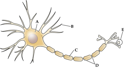 <p>structure _____ insulates the axon following the action potential to travel more rapidly down its length. </p>