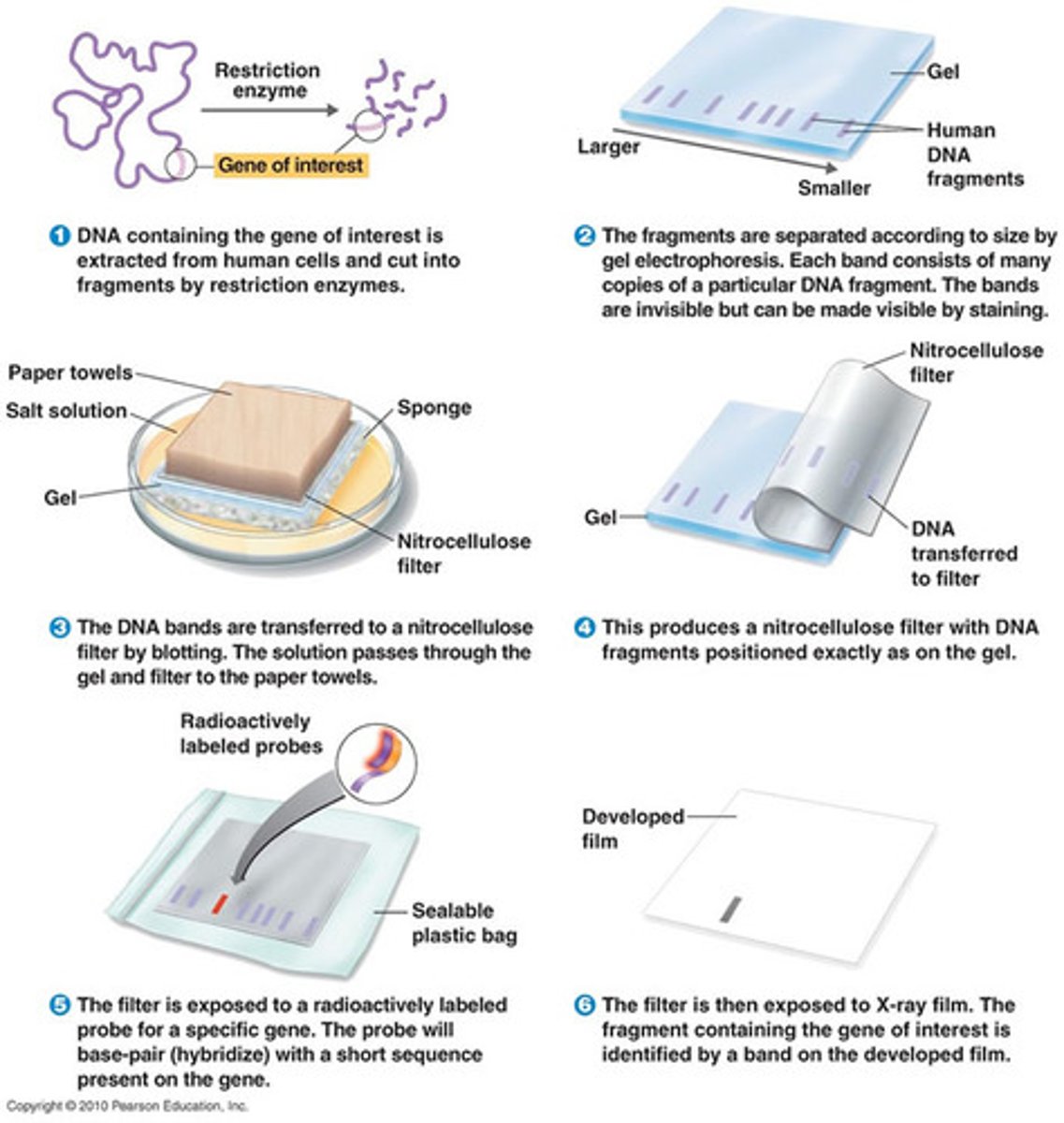 <p>When nucleic acids form complementary base pairs with nucleic acids of a different strand.</p>