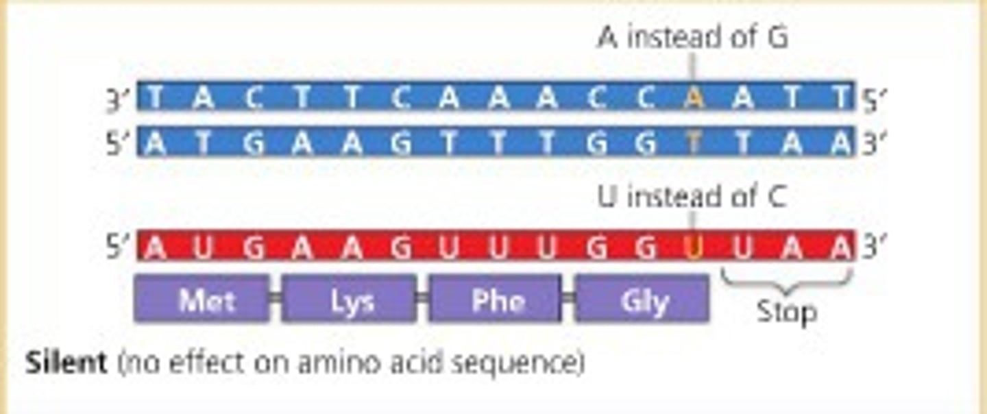 <p>a genetic change in DNA that has no observable effect on the resulting protein because it alters the nucleotide sequence but does not change the amino acid sequence</p>