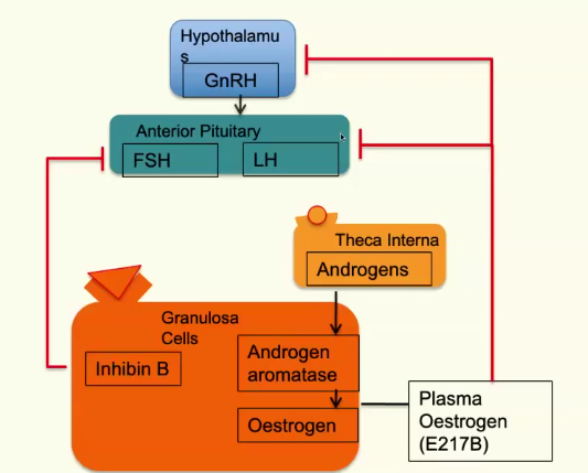 <p>oestrogen inhibits hypothalamus, preventing GnRH release and so inhibits LH/FSH release from anterior pituitary. </p>