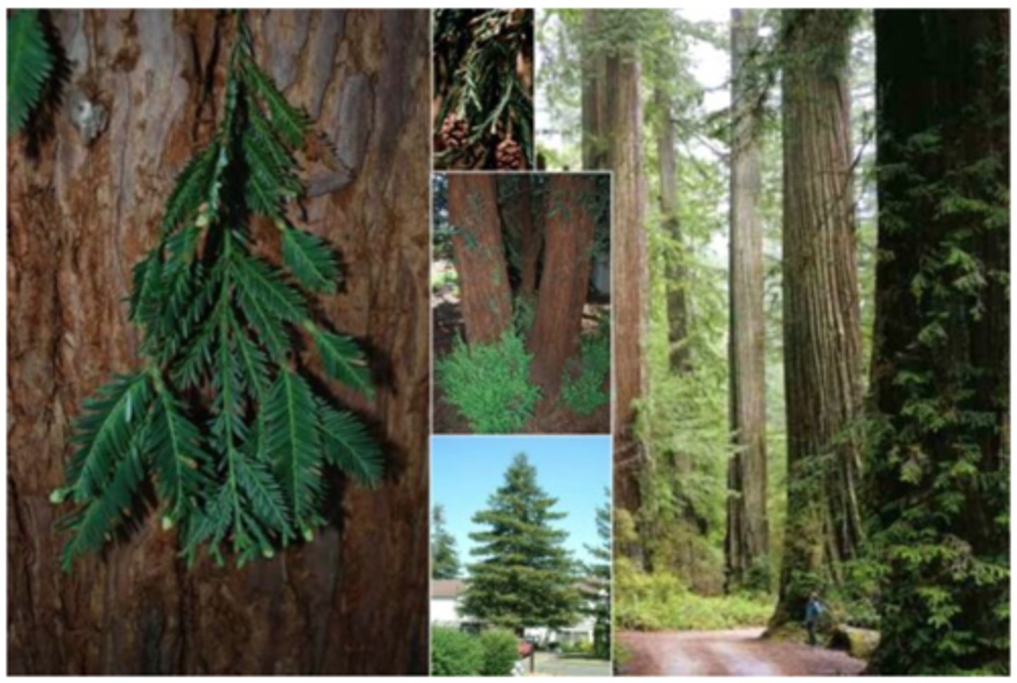 <p>Kustmammoetboom</p>