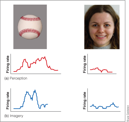 <p>Because of imagery neurons, which fire in the same way when a person sees a picture of an object and when a person creates a visual image of the object. </p>