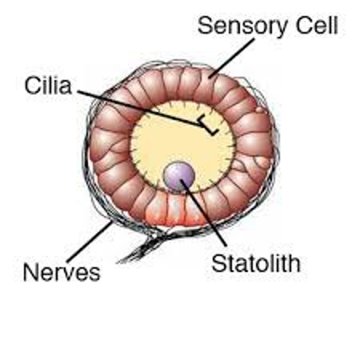 <p>Starch grains within statocytes</p>