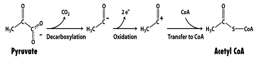 <ul><li><p>Decarboxylation</p></li><li><p>Oxidation</p></li><li><p>Transfer of acetyl group to CoA to form Acetyl-CoA</p></li></ul><p></p>