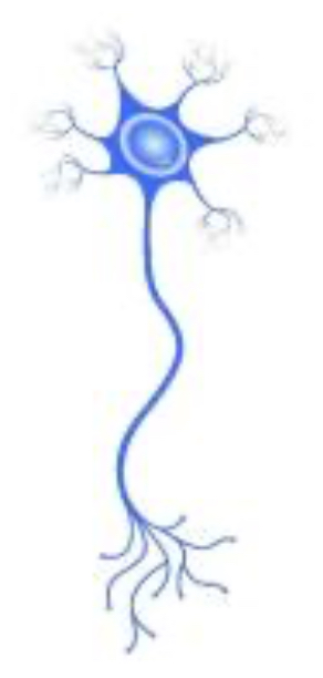 <p>What type of neuron is this.</p>