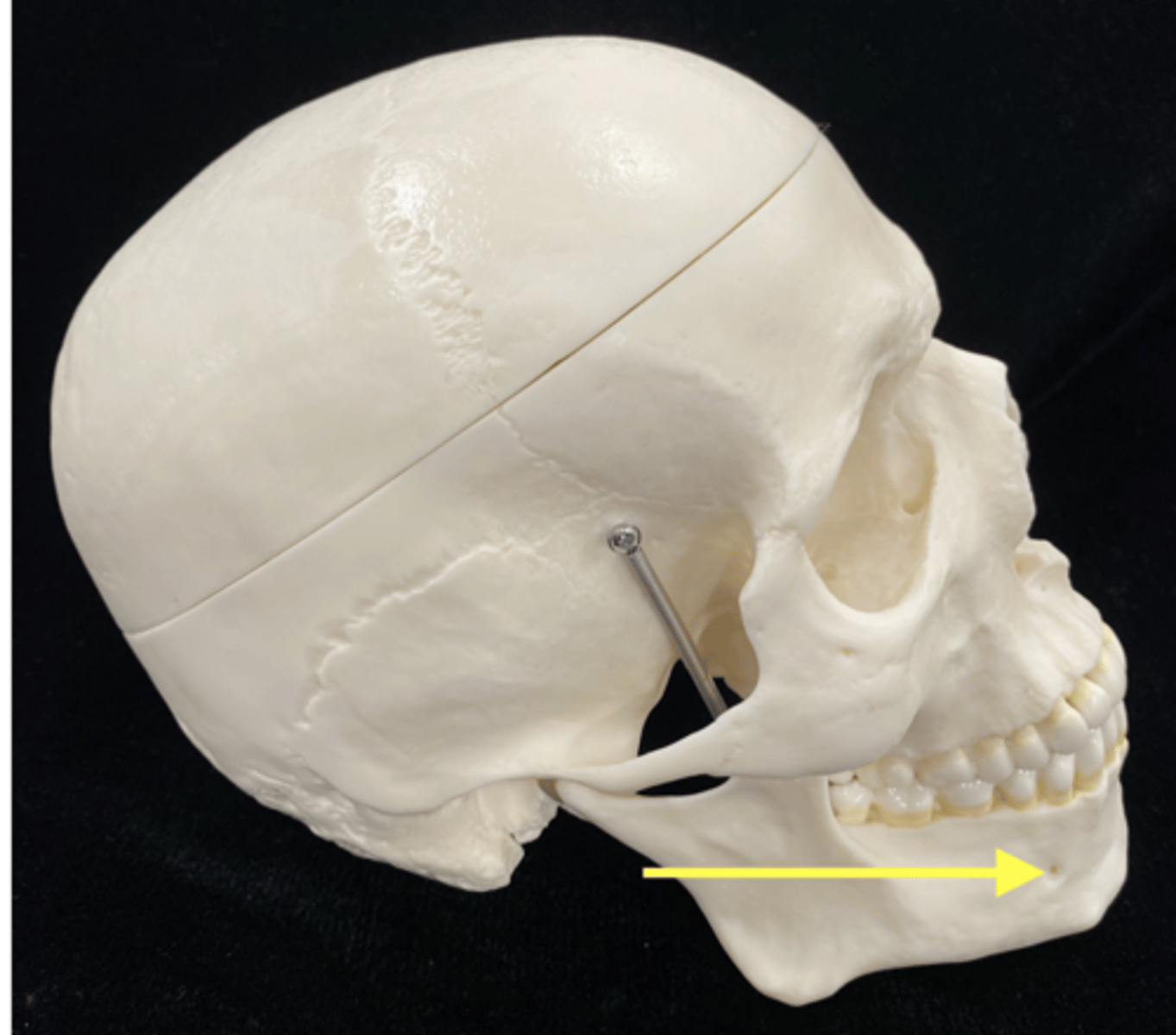 <p>name the bone and feature</p>