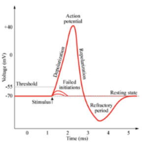 <p>stimulus must trigger the action potential past its threshold, but does not increase the intensity or speed of the response (think about flushing a toilet)</p>