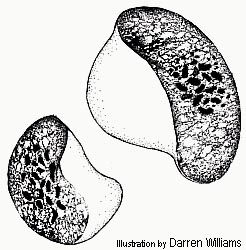 <p>banana</p>