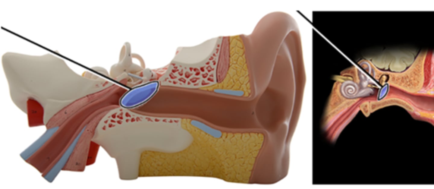 <p>a. Temporal bone</p><p>b. Auditory tube</p><p>c. External acoustic meatus</p><p>d. Auricle</p><p>e. Tympanic membrane</p>
