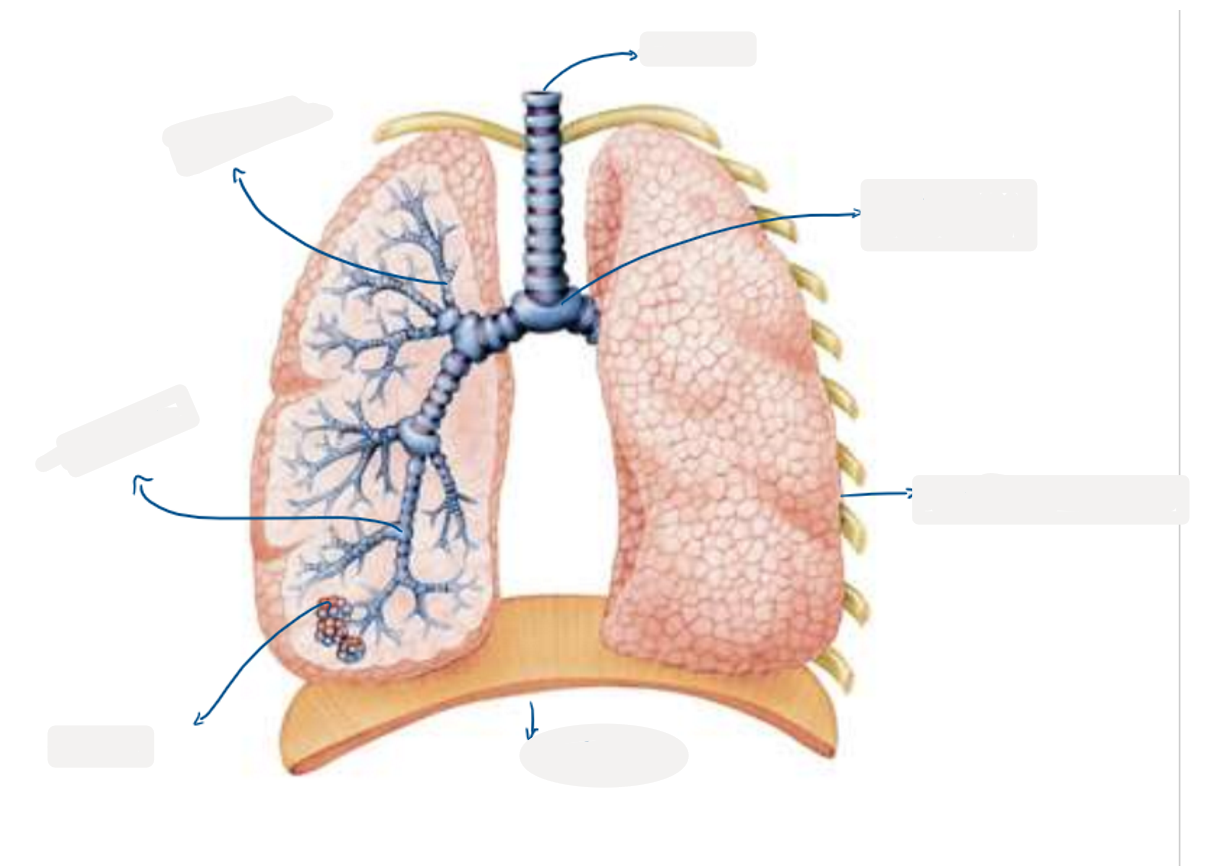 <p>8.3 Label this diagram of the lungs</p>