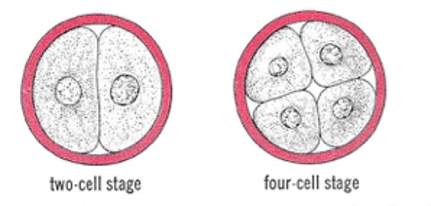 <p>identify the stage of fertilization:</p>
