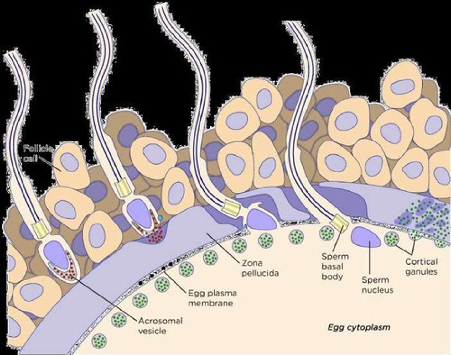<p>Fertilization occurs in the ampulla of the fallopian tube when a secondary oocyte is met by sperm, which must penetrate the corona radiata and zona pellucida.</p>