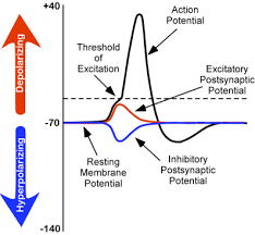 <p>Inhibitory potential</p>