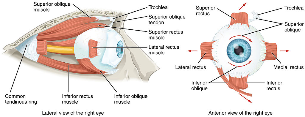 <p>Superior Oblique (SO):</p>