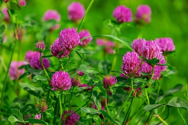 <p>Trifolium pratense - Fabaceae</p>
