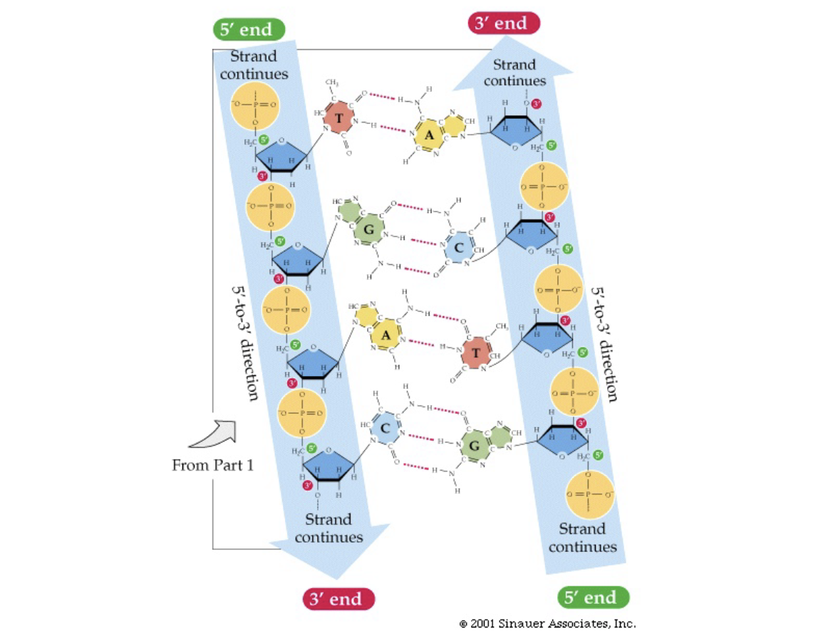 <ul><li><p>came up with model where nitrogenous bases are in the middle and the phosphate backbone is on the outside</p></li><li><p>charged phosphate backbone exposed to water</p></li><li><p>bases are hydrophobic planar molecules, stacked on top of each other in the centre</p></li><li><p>A always with T, G always with C</p></li><li><p>this makes H bonds most stable</p></li><li><p>always purine-pyrimidine pairs, keeps distance between strands constant</p></li></ul>