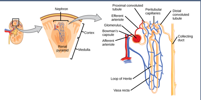 Functional unit of the kidney.

Responsible for the filtration of blood and production of urine.

Consists of:

* Renal corpuscle.
  * Bowman’s capsule (cortex).
  * Glomerulus (cortex).
* Proximal convoluted tubule (cortex).
* Loop of henle (medulla).
* Distal convoluted tube (cortex).
* Collecting duct (medulla).
