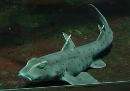 <ul><li><p>Bullhead sharks</p></li><li><p>Distinct dorsal fins, blunt snouts, nocturnal</p></li><li><p>Live mostly on rocky reefs and feed on small fishes</p></li></ul><p></p>
