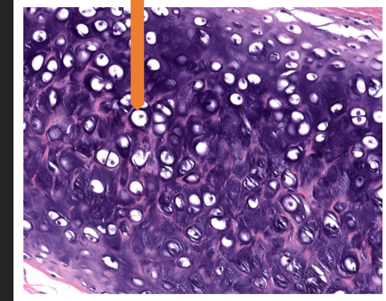 <p>what tissue is this</p>