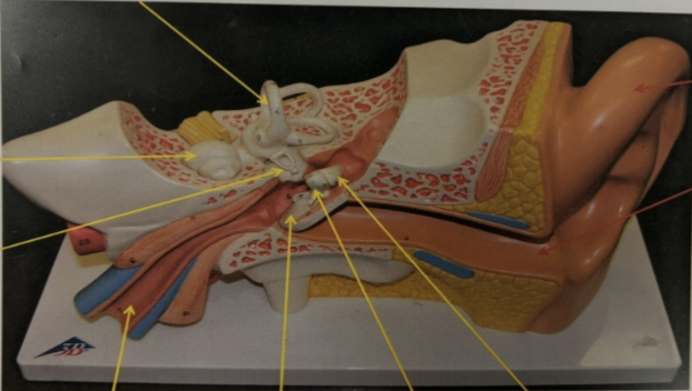<p>label the structures the arrows are pointing to.</p>