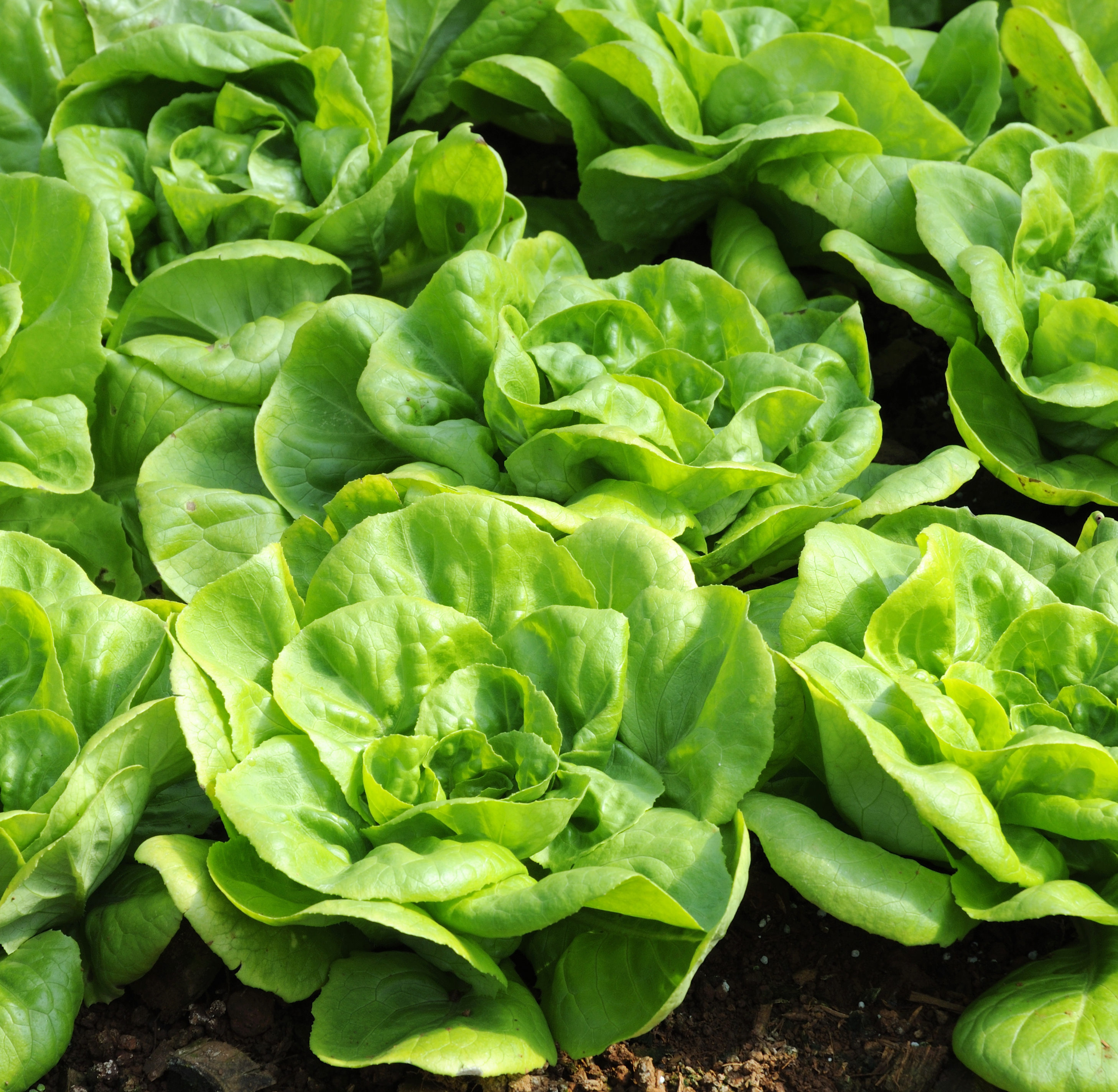 <p>la lechuga</p>
