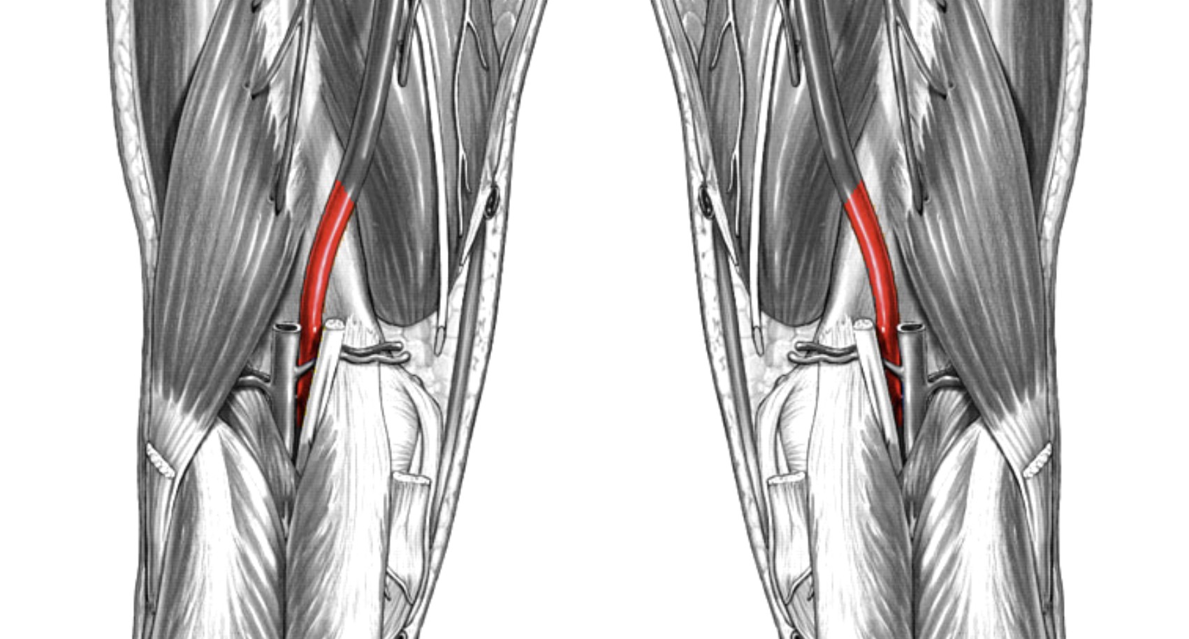 <p>Which arteries:</p><ul><li><p>Extends from femoral artery</p></li><li><p>Back of knee</p></li></ul><p></p>