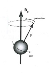 <ul><li><p>proton spinning around axis</p></li><li><p><strong>A spinning nucleus in a strong magnetic field can exist in either of two states:</strong></p></li></ul><ol><li><p><strong>a low-energy state :magnetic dipole moment of the nucleus is oriented parallel to the field</strong></p></li><li><p><strong>high-energy state : the magnetic dipole moment of the nucleus is oriented antiparallel to the field.</strong></p></li></ol><ul><li><p><strong>But not quite parallel but with a 54.7 degrees angle</strong></p></li></ul><p>the direction of the magnetic dipole moment vector of the nucleus will change with time in such a way that the tip of the vector traces a circle around the direction of the magnetic field (precession)</p><p>the rate of precession is equal to the Larmor frequency</p>