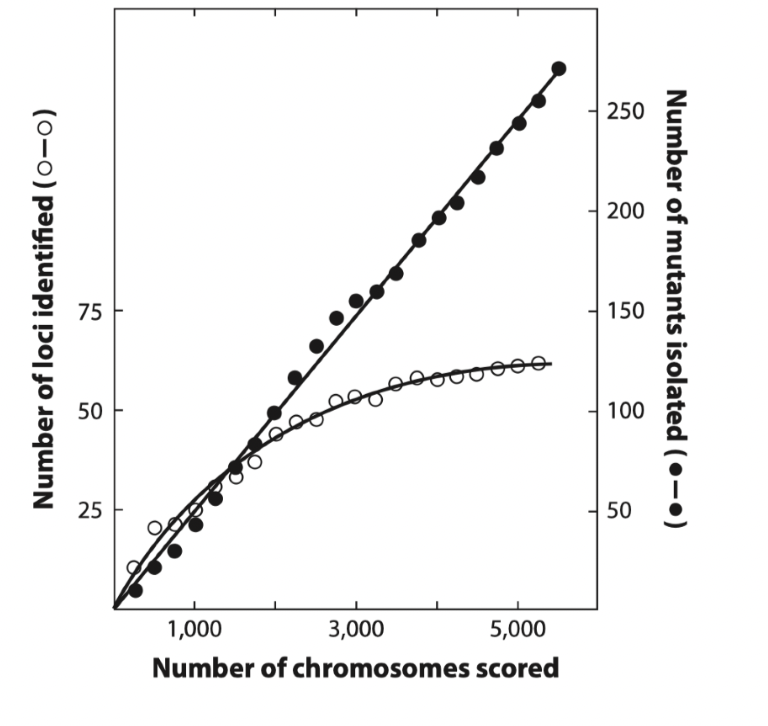 <p>when you are finding fewer mutation at new genes</p><ul><li><p>saturated when new alleles are at loci for which mutants have already been found</p></li><li><p>could get new alleles, but on the same gene</p></li></ul>