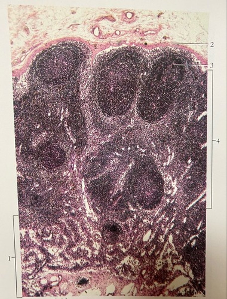 <p>Number 4</p>